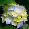 lizawood638